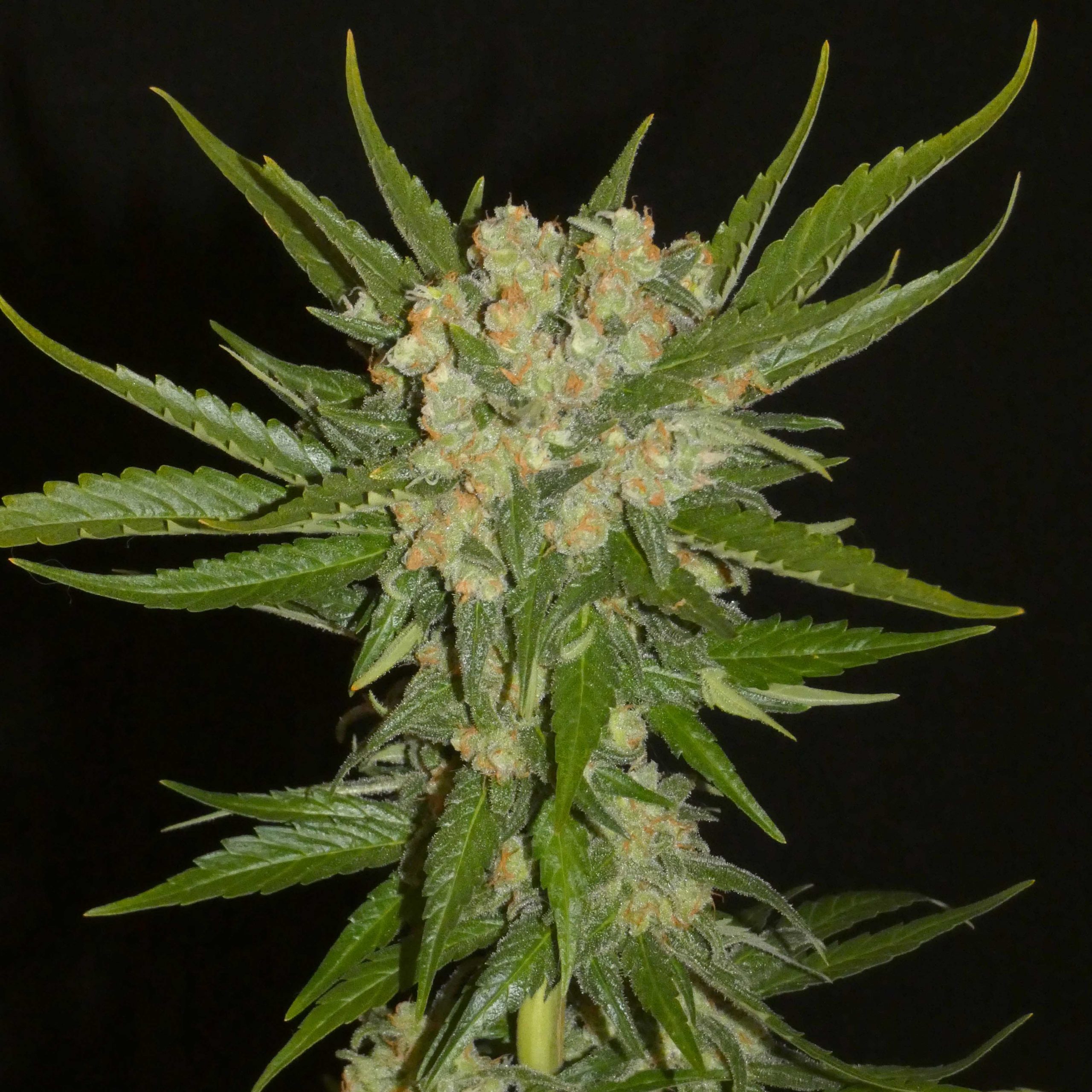 An image of Aladdin’s Skunk