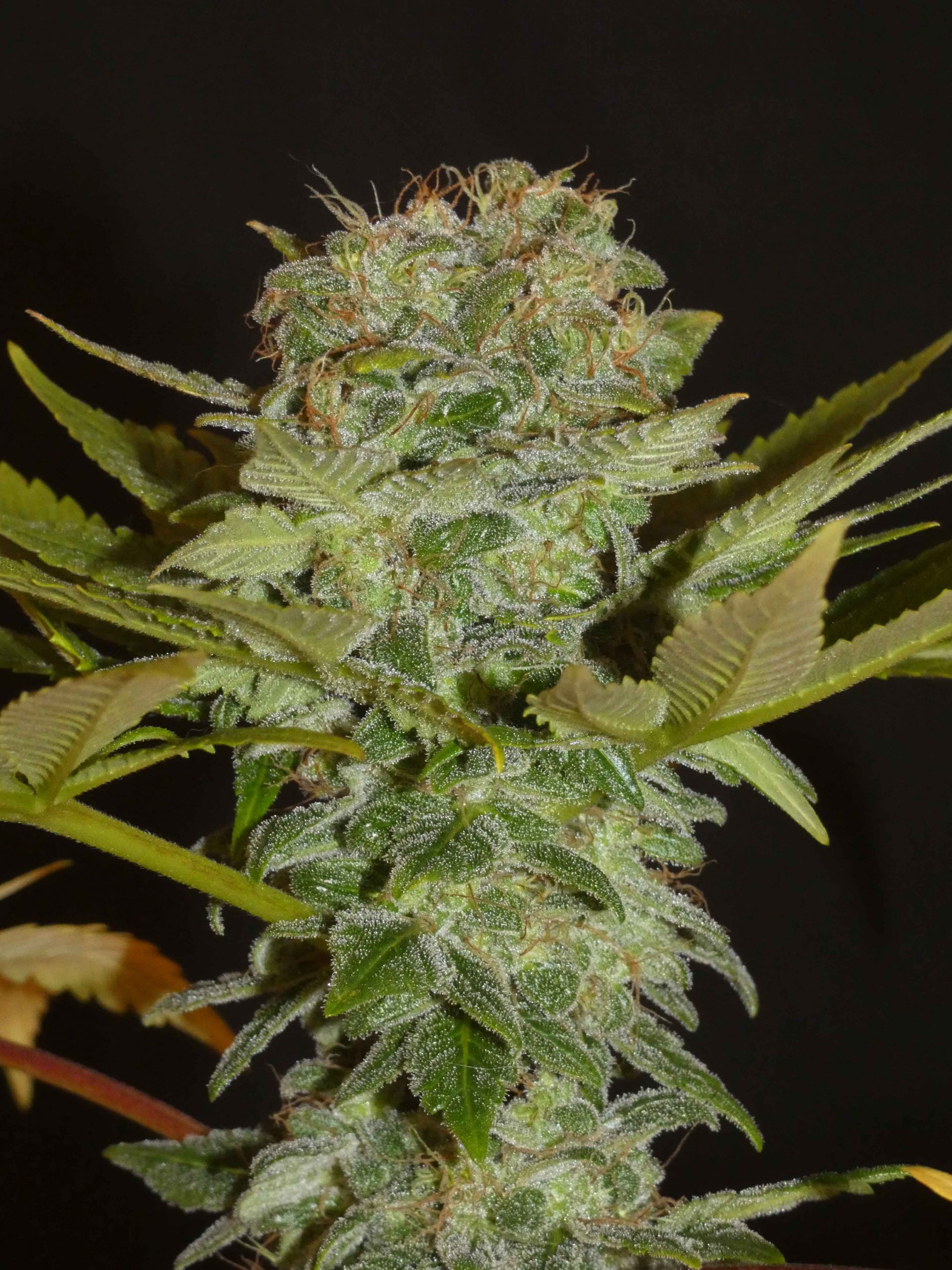 An image of Balkh Hashplant