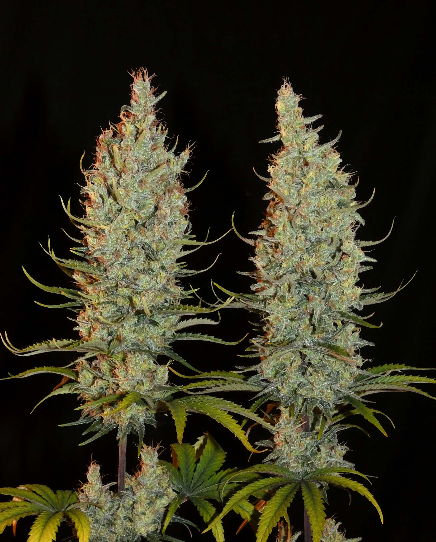 An image of Desert Skunk