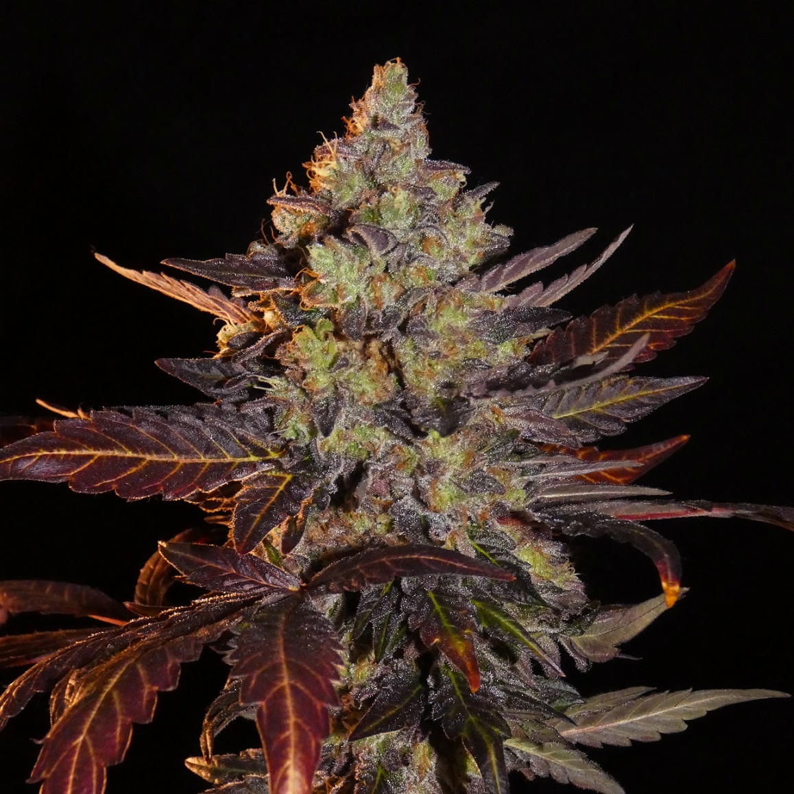 An image of Limon Blanco V3