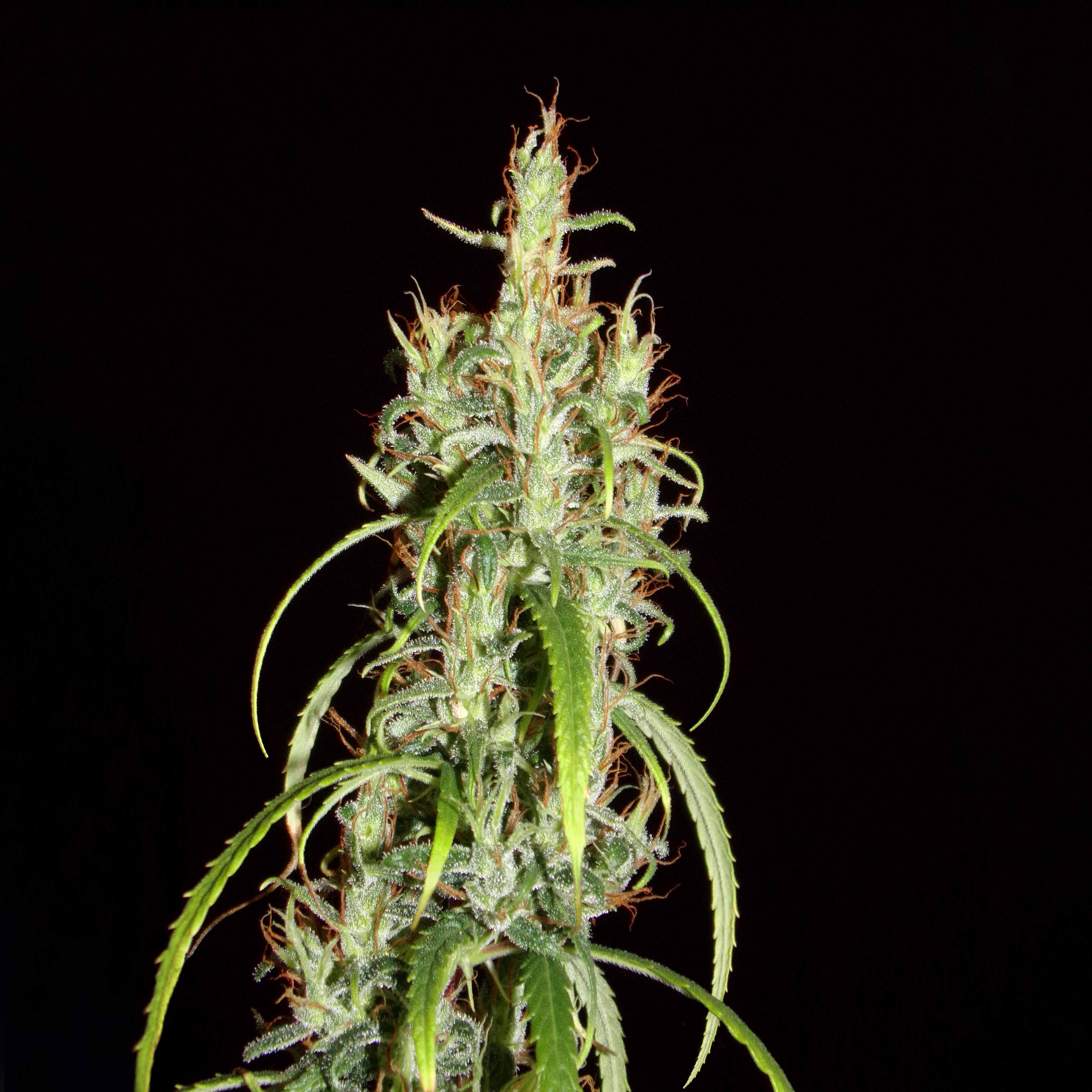 An image of Siberian Ruderalis Chebarkul