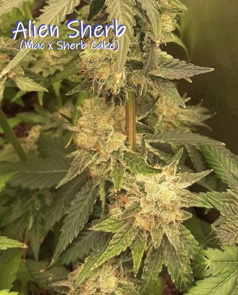 An image of Alien Sherb