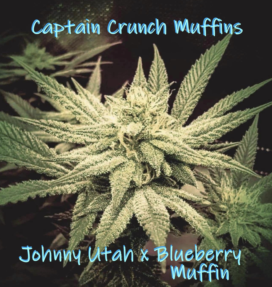 An image of Captain Crunch Muffin