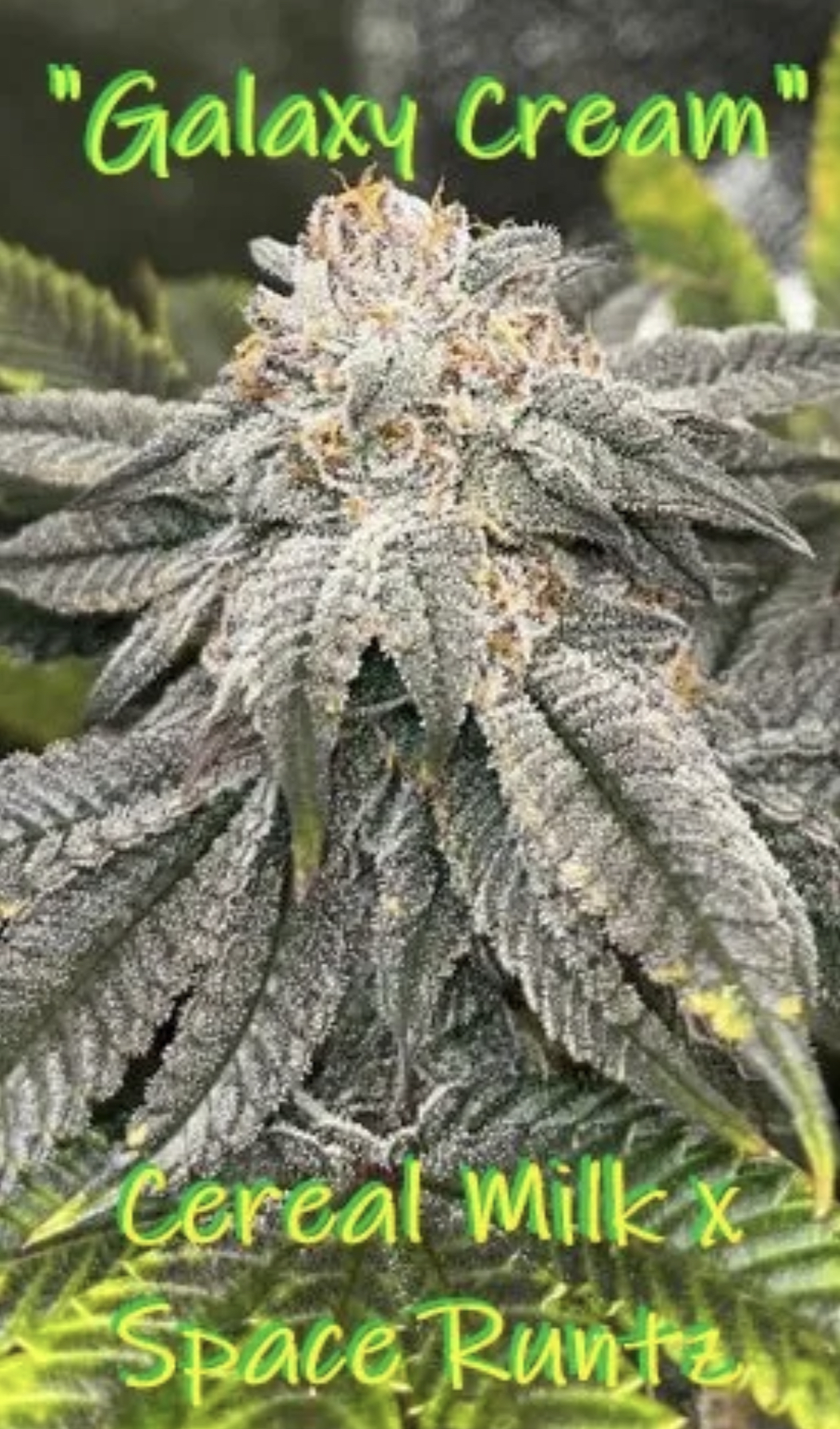 An image of Galaxy Cream