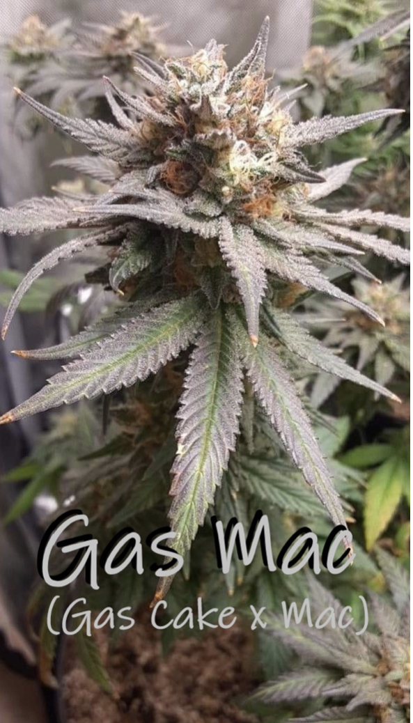An image of Gas Mac