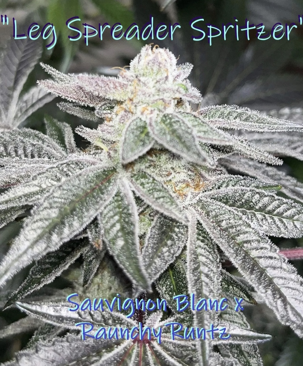 An image of Leg Spreader Spritzer