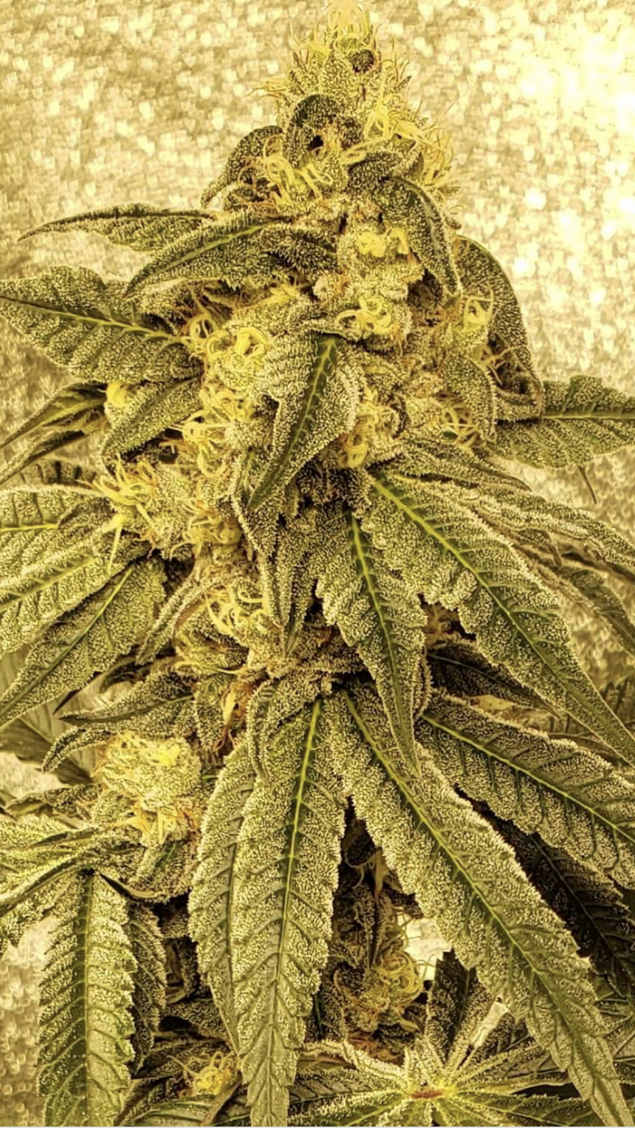 An image of McFrosty