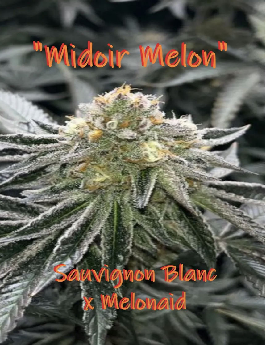 An image of Midoir Melon