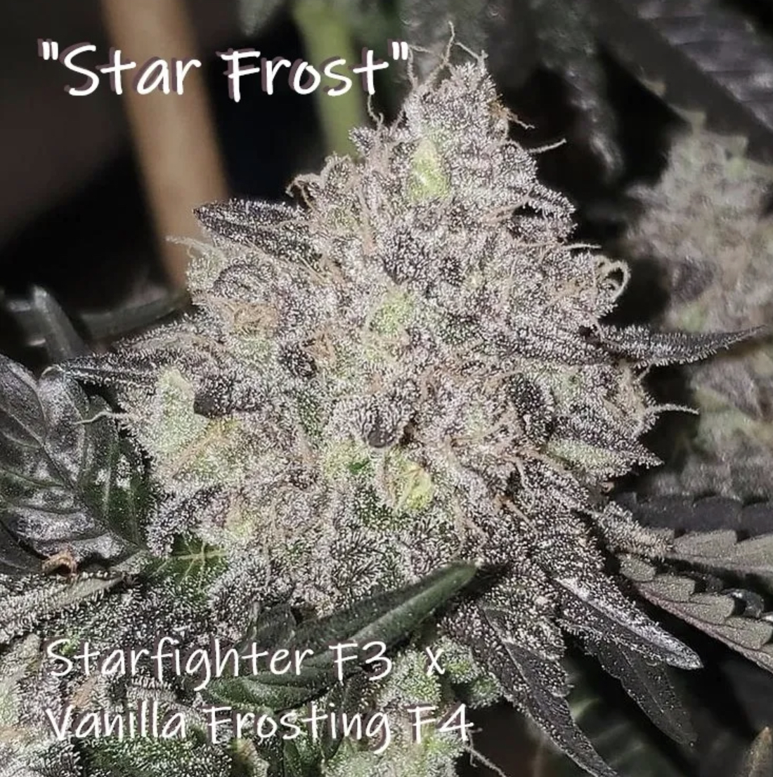 An image of Star Frost