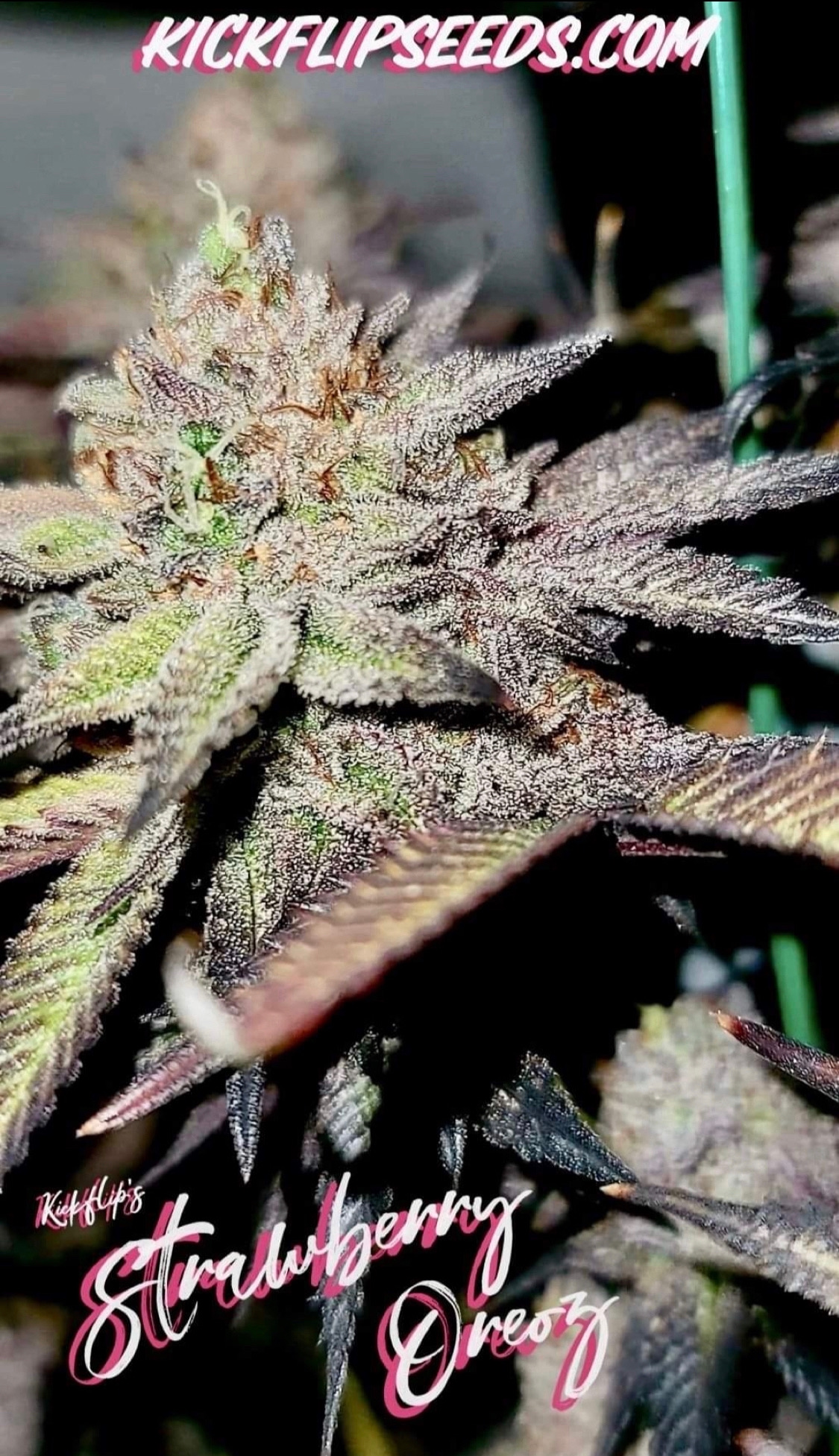 An image of Strawberry Oreoz