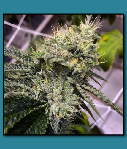 An image of Quadruple OG