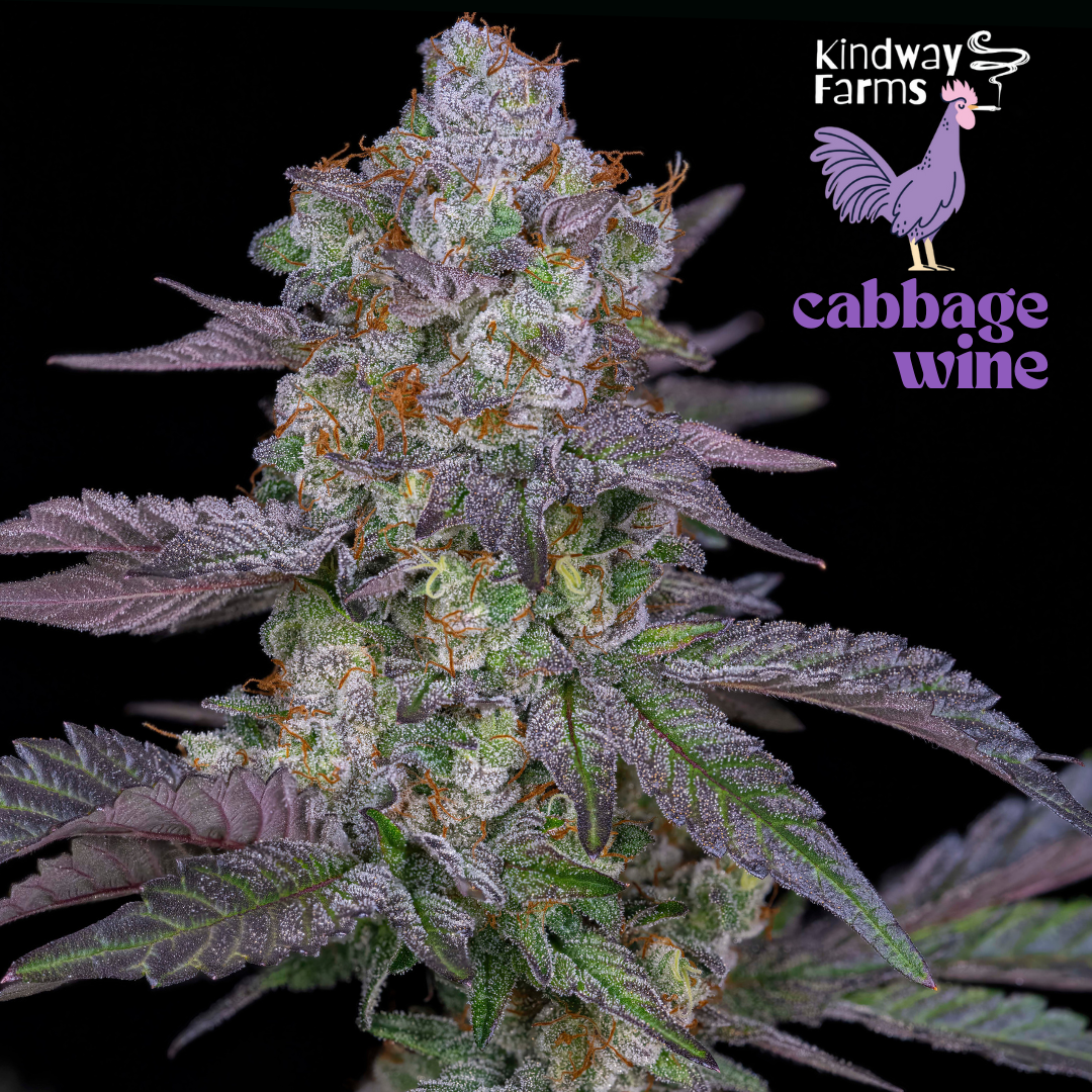 An image of Cabbage Wine