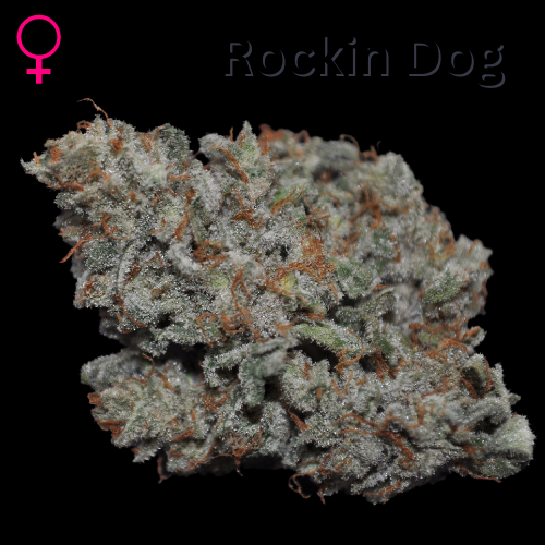 An image of Rockin Dog