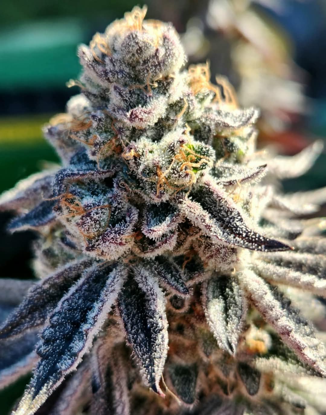 An image of Yeti Butt Breath
