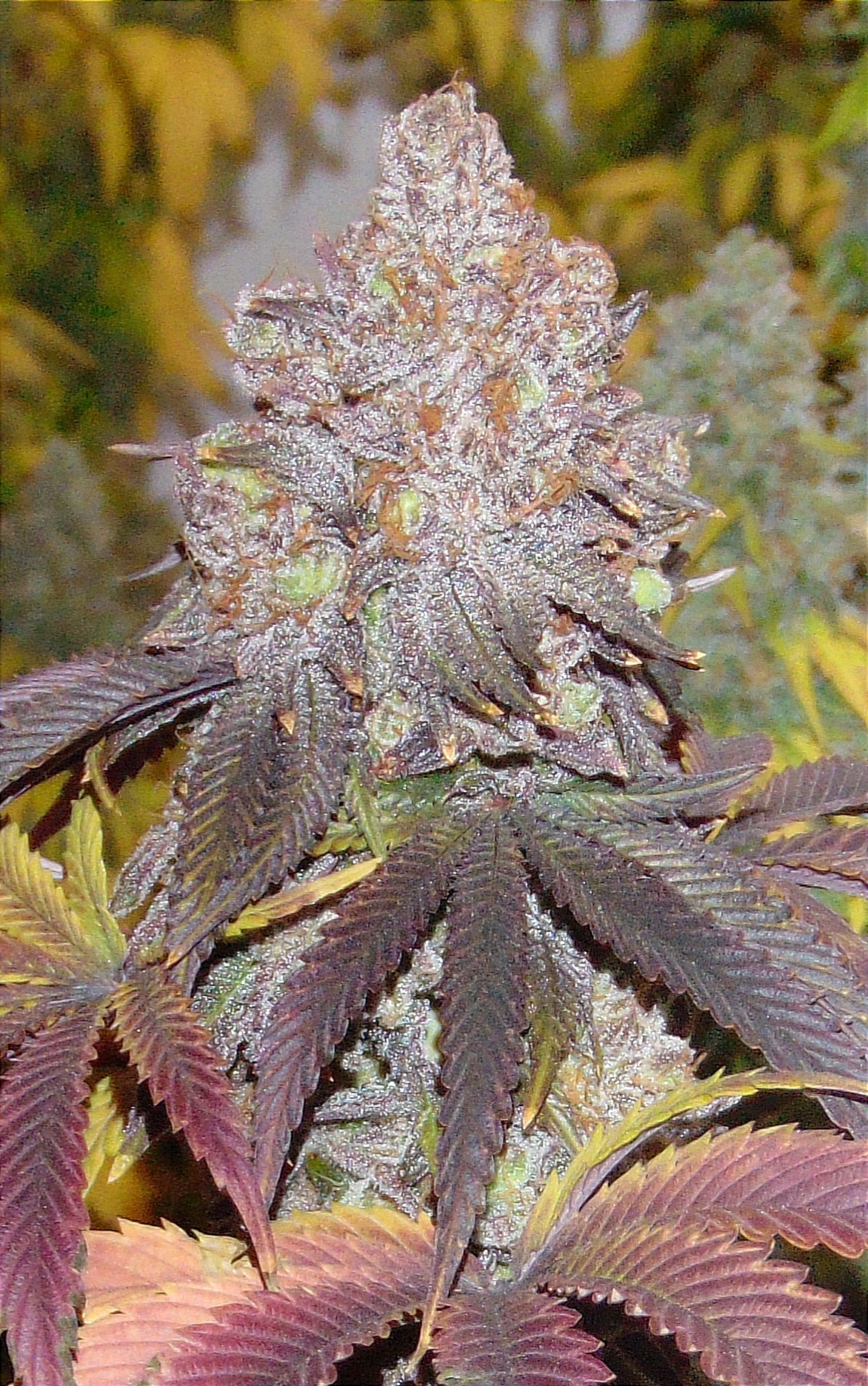 An image of Grapeful Berries
