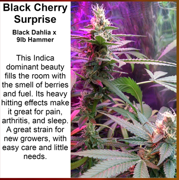 An image of Black Cherry Surprise
