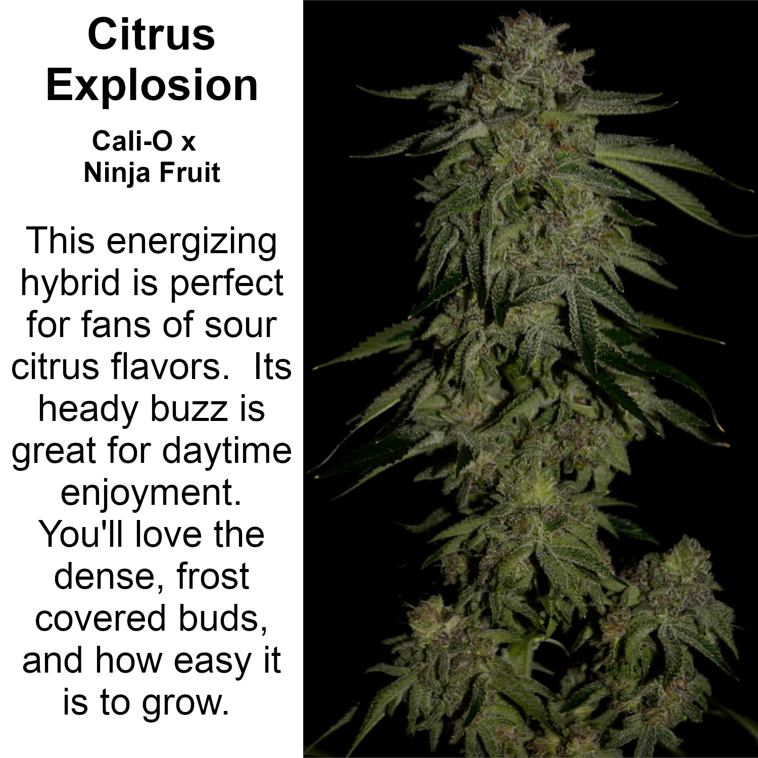 An image of Citrus Explosion