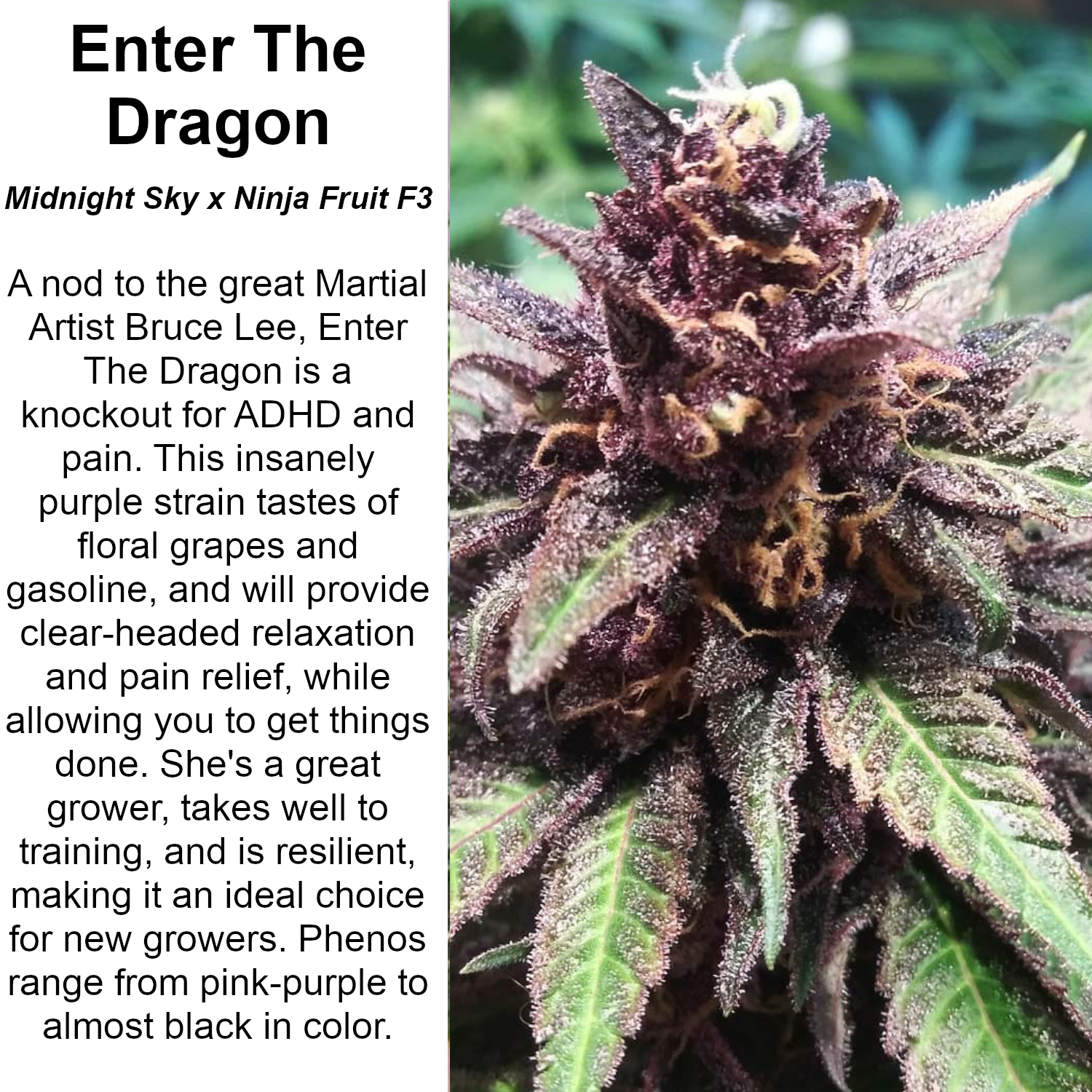 An image of Enter The Dragon