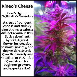 An image of Kineo's Cheese