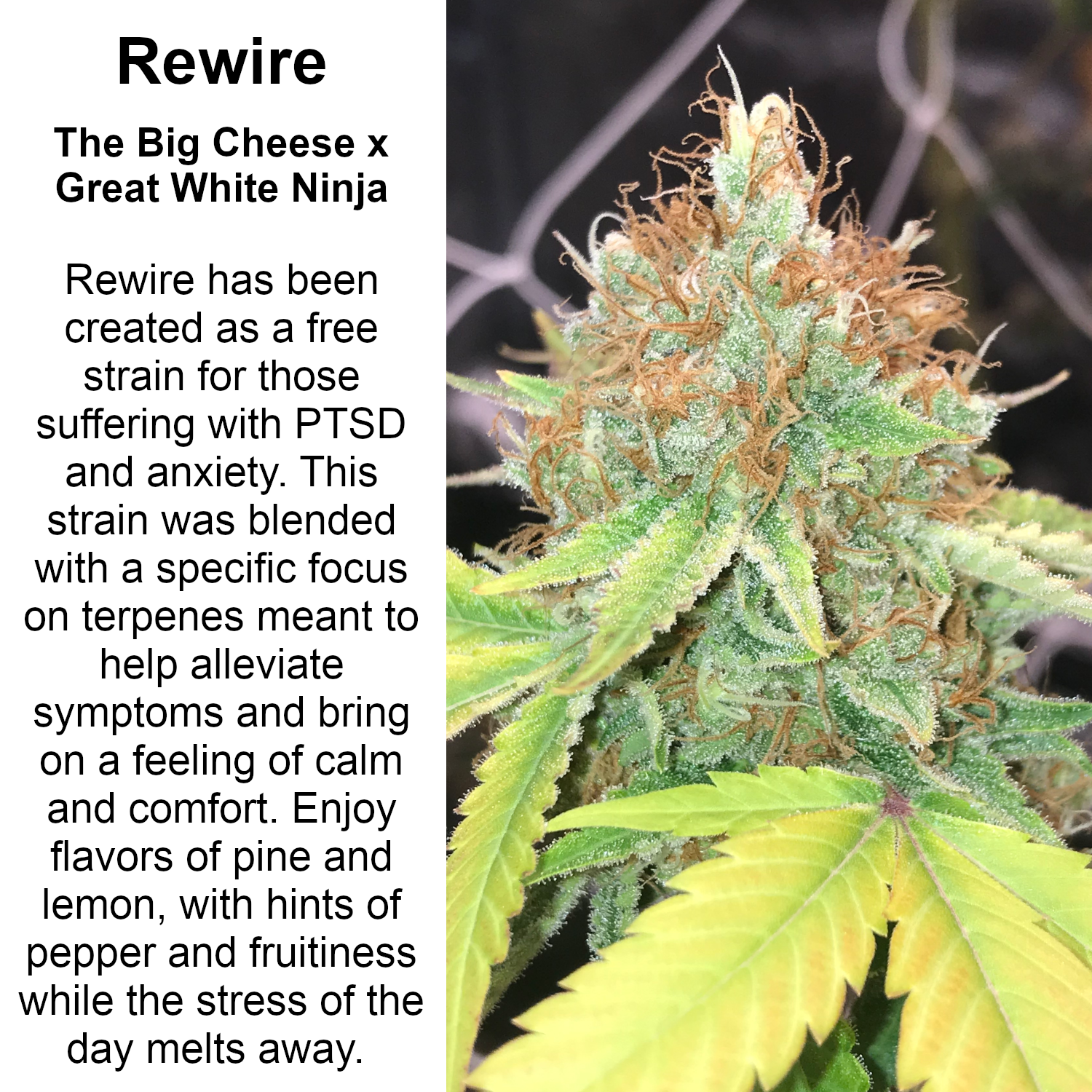 An image of Rewire