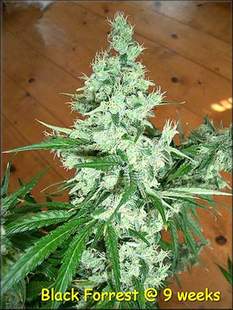 An image of Black Forrest