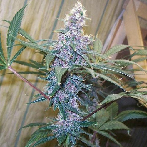 An image of Poison Durban Elixir