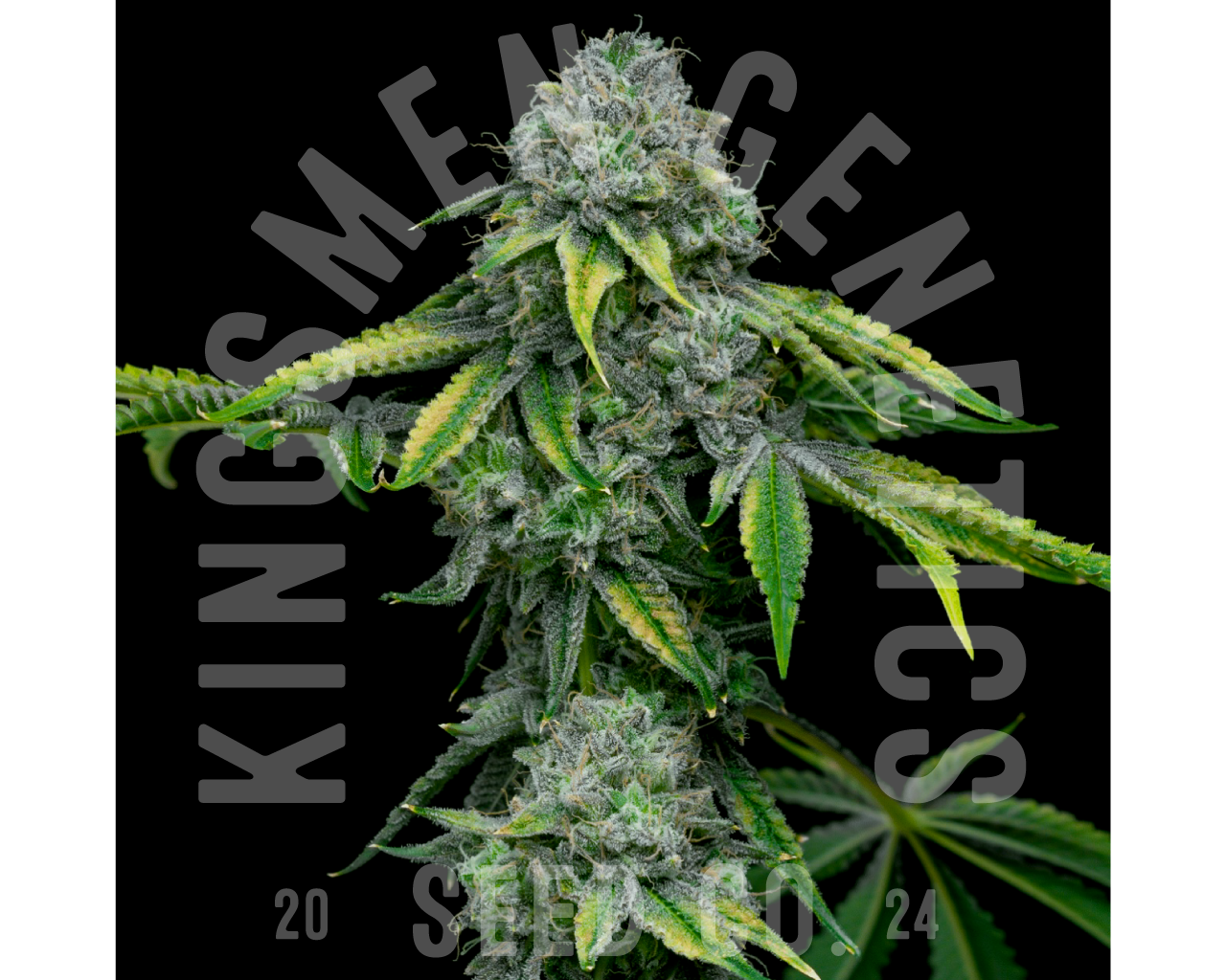 An image of KM 44 OG