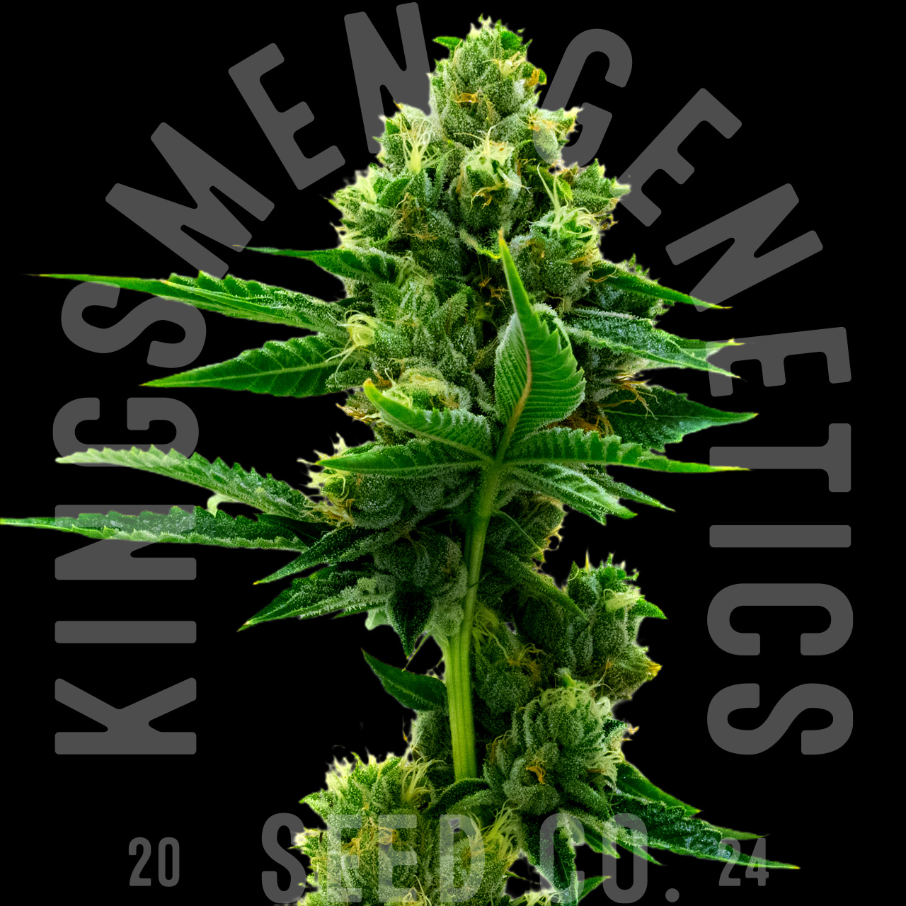 An image of OG Kush