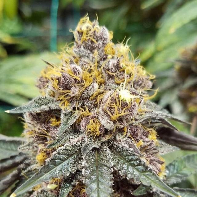 An image of Purple Mandarine