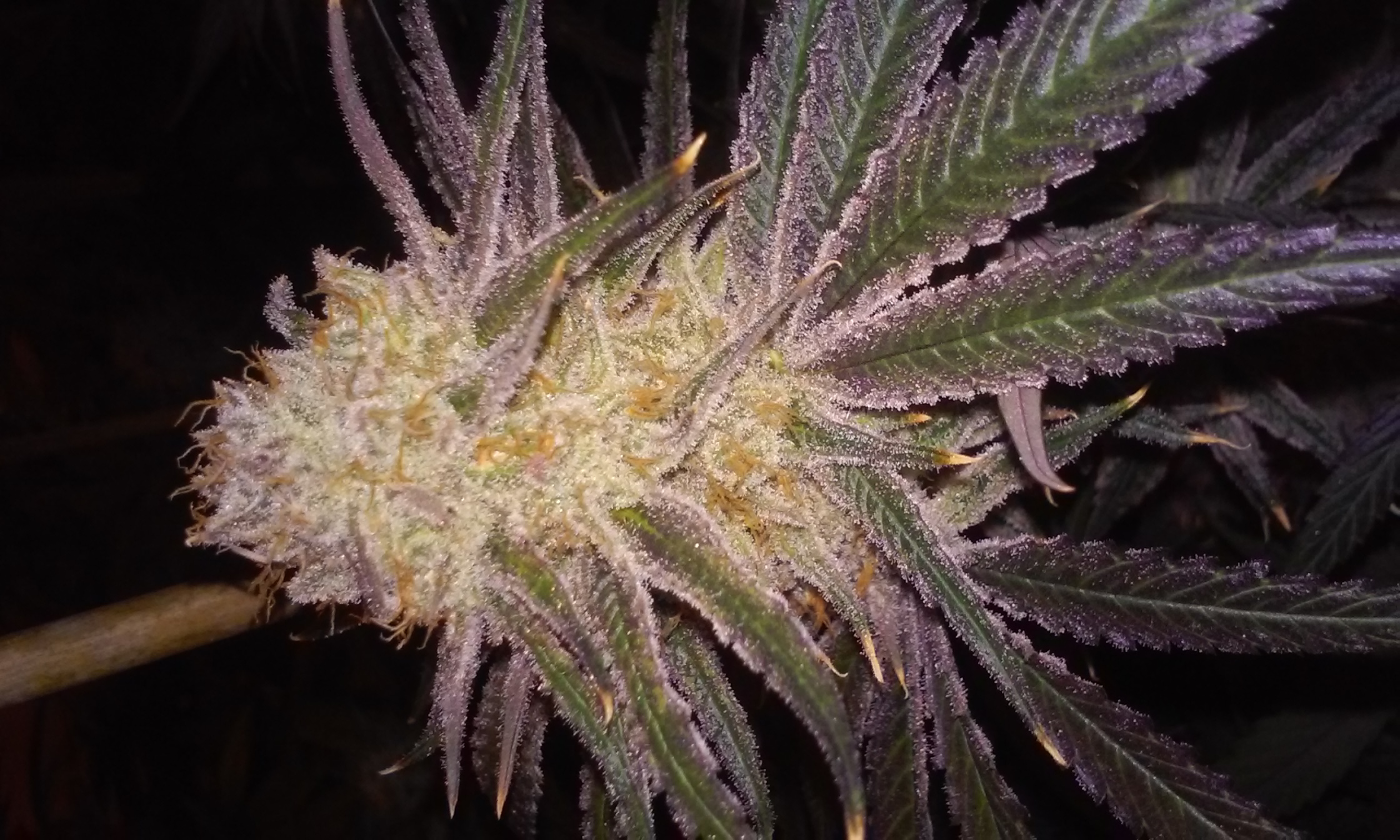 An image of Black and Purple