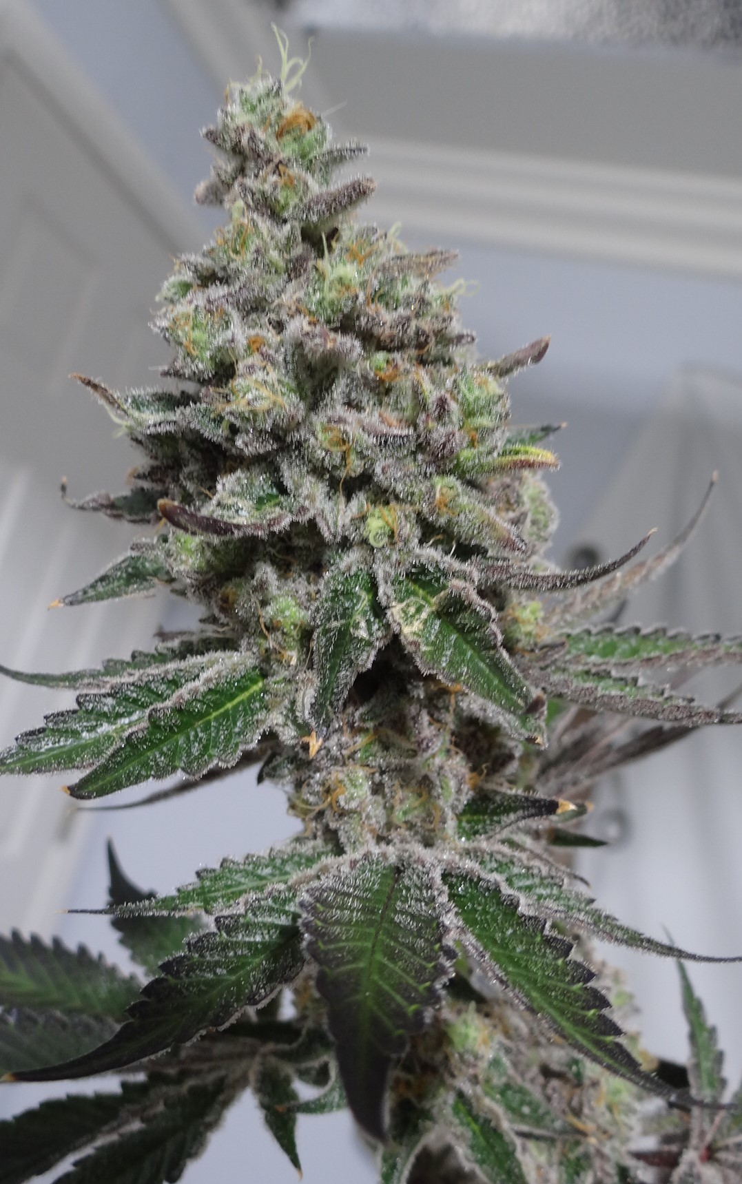 An image of Grape Haze