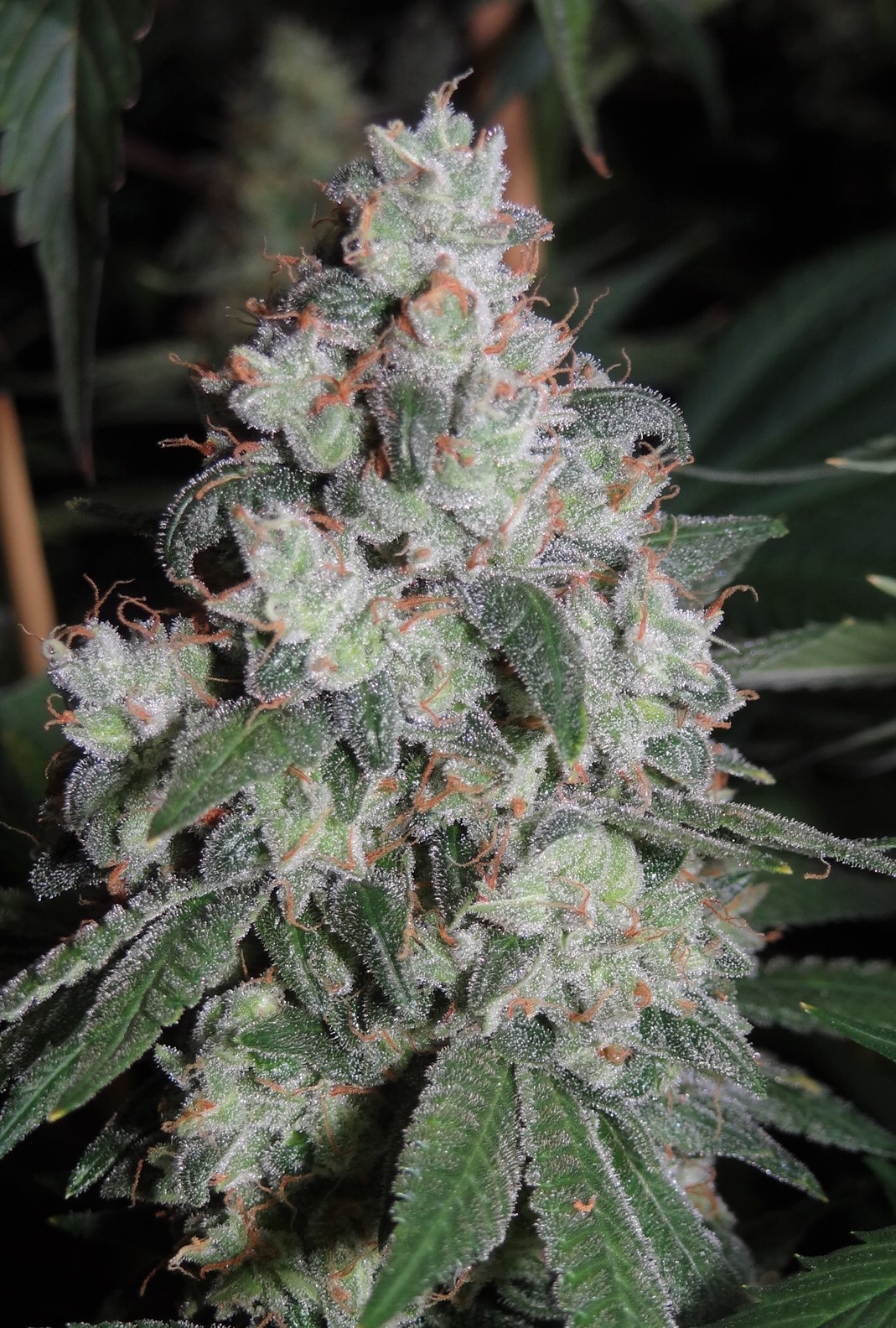 An image of Phantom Cookie x Black Domina x Gorilla Grape