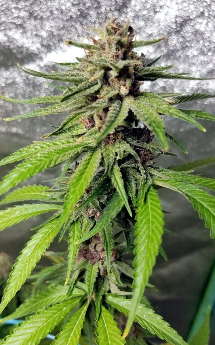 An image of Purple Tuna