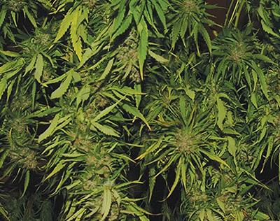 An image of Afghani Kush