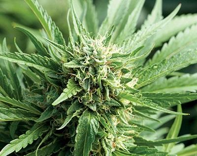 An image of Blueberry Kush