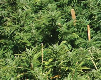 An image of Lemon Kush