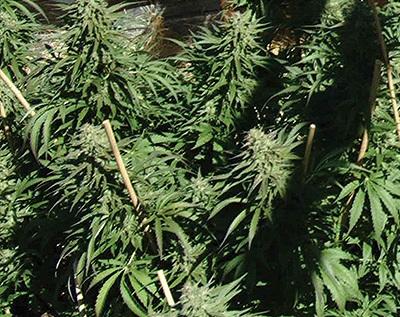 An image of Sour Kush