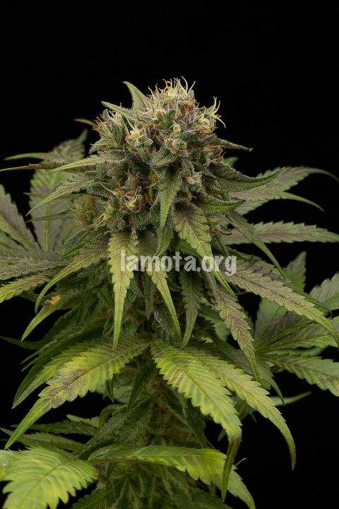 An image of L.A. DOG Autoflowering