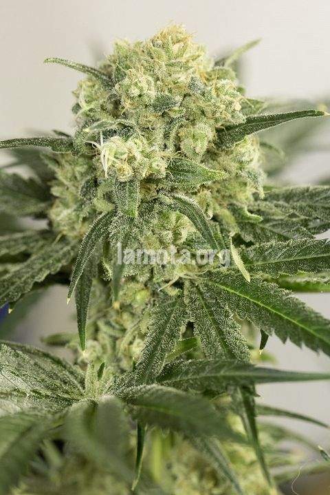 An image of Lemon Critical 2.0