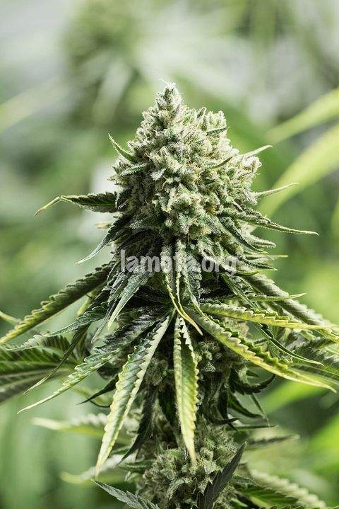 An image of Lemon Critical 2.0 Autoflowering