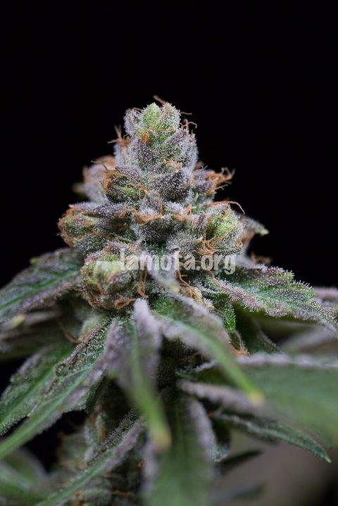 An image of Mota CBD Rich Autoflowering