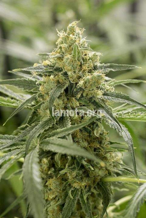 An image of Old School Skunk 2.0 Autoflowering