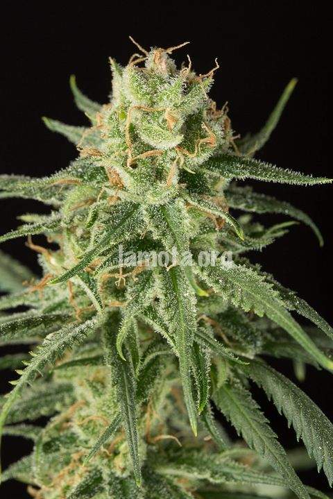An image of Pure Amnesia Autoflowering