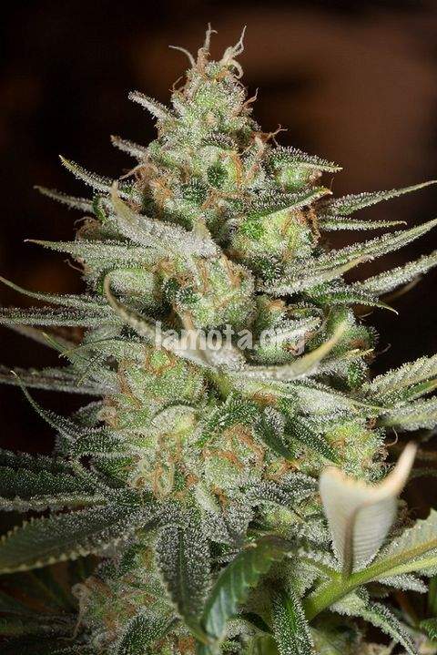An image of SFV Kush