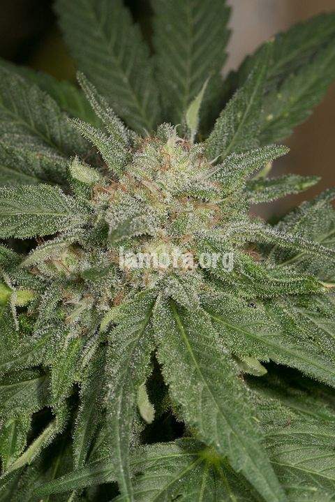 An image of SFV Kush Autoflowering