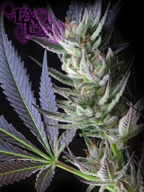 An image of Alien Bubba Berry