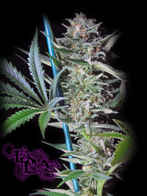 An image of Big Skunk
