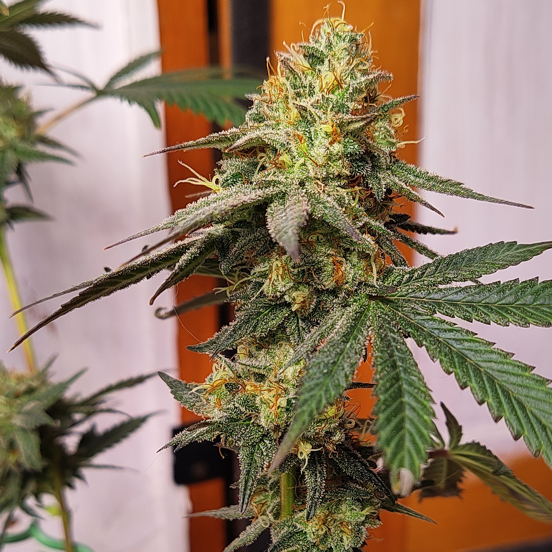 An image of Double Bubba Gorilla