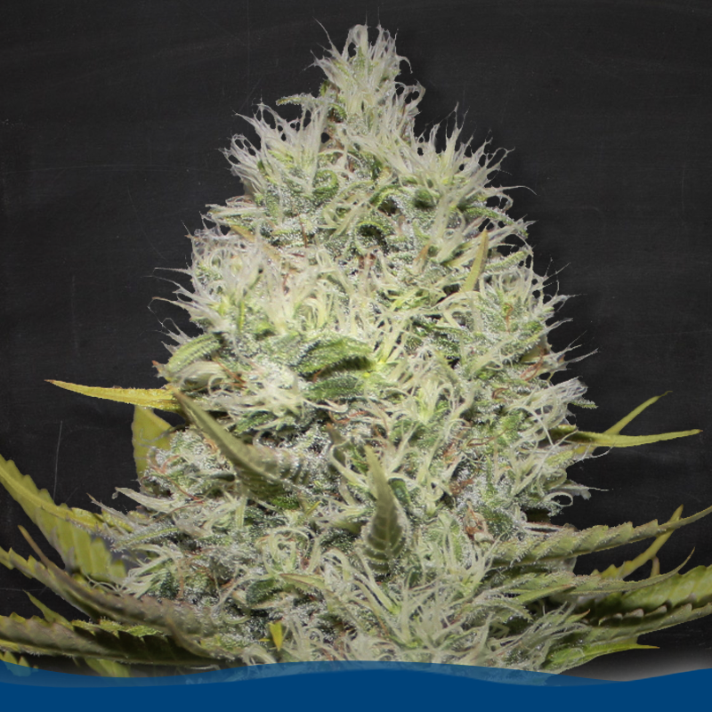 An image of Amnesia Hot