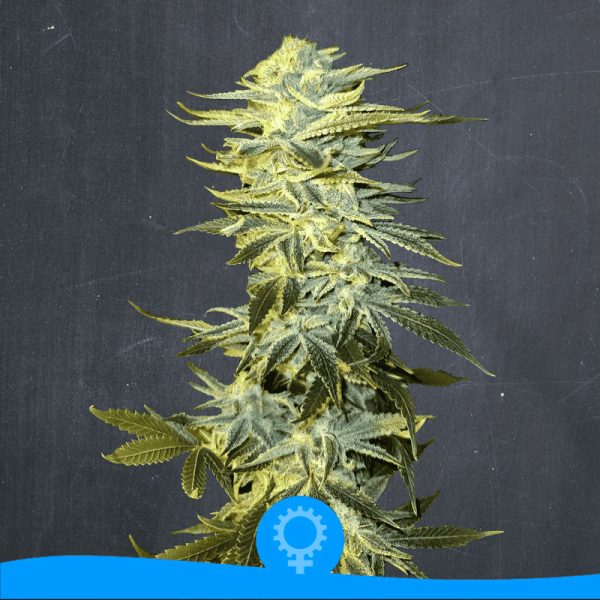 An image of Double Cheesecake Auto